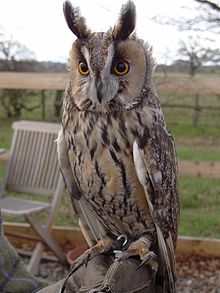 Asia otus batalkampo Falconry Centro, Shrewsbury, Shropshire, England-8a.jpg