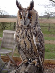 230px-Asio_otus_-Battlefield_Falconry_Centre,_Shrewsbury,_Shropshire,_England-8a