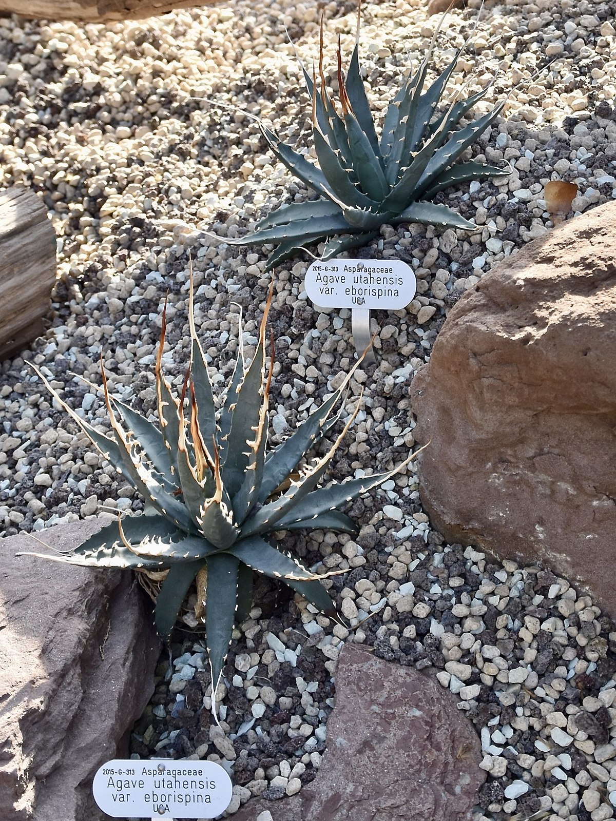 File:Asparagaceae Agave utahensis var. eborispina 1.jpg ...