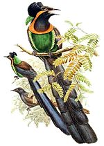 Gambar mini seharga Dewata (burung)