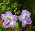 Asystasia gangetica (Chinese violet)