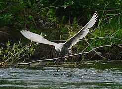 …is a good place to watch wildlife on the river.