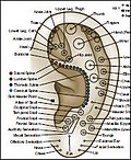 Miniatura para Auriculoterapia