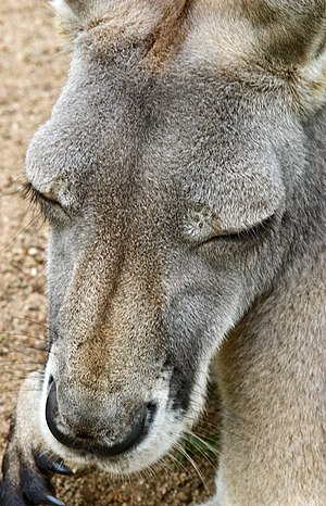 Australia Zoo Grey Kangaroo head macro-1and (3385953138).jpg