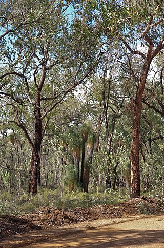 <i>Xanthorrhoea drummondii</i> Species of flowering plant