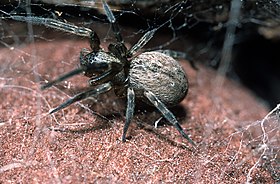 Badumna longinqua-Grey house spider (NZAC06001615).jpg