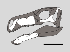 Baiyinosaurus