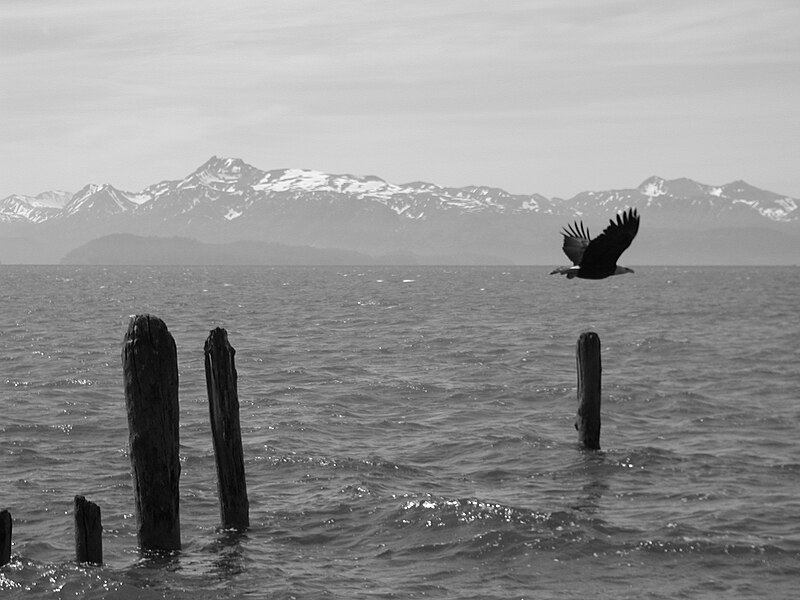 File:Bald eagle homer alaska.jpg