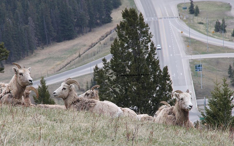 File:Banff highway and animals.jpg