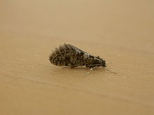 Bankesia conspurcatella.jpg 