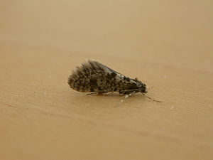 Bankesia conspurcatella.jpg