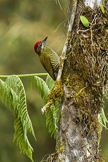 Bar-bellied woodpecker Species of bird