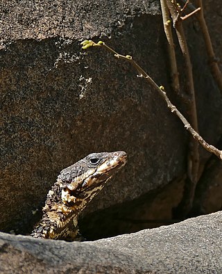 <i>Smaug barbertonensis</i> Species of lizard