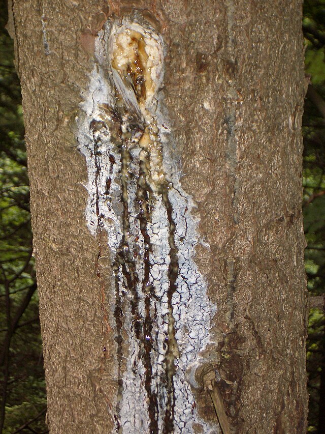 Picea abies bark with resin bleeding from wound.