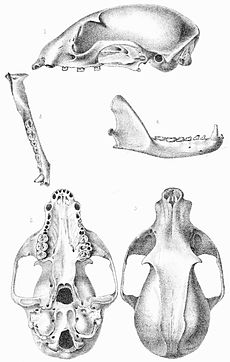 Bassaricyon gabbii's skull.jpg