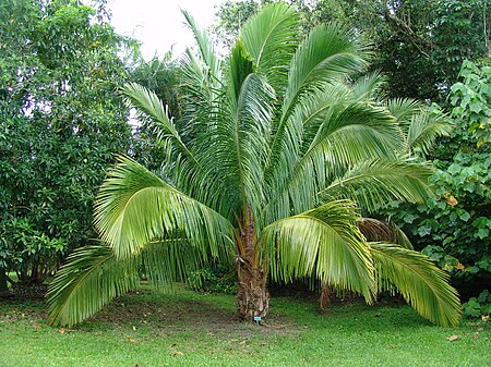 Beccariophoenix_madagascariensis