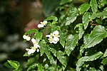 Vignette pour Begonia acutifolia