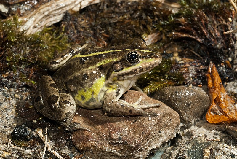 File:Benny Trapp Pelophylax epeiroticus.jpg