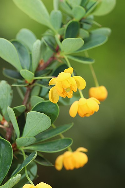 File:Berberis microphylla (Berberis buxifolia var nana) le 1er mai 2018 - 09.jpg