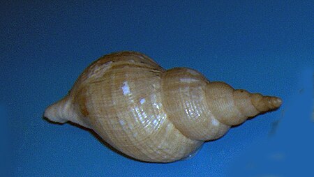 Beringius turtoni