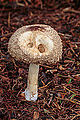 * Nomination Eaten mushroom. Knolparasolzwam (Chlorophyllum rhacodes, synoniem: Macrolepiota rhacodes) Famberhorst 06:07, 6 December 2014 (UTC) Please, improve the WB, it looks brownish, otherwise good Poco a poco 14:31, 6 December 2014 (UTC)  Done Correctie witbalans.--Famberhorst 16:49, 6 December 2014 (UTC) Better, but you overcorrected it, the base of the mushroom is now blueish, if you pull the correction a bit back you'll have it Poco a poco 09:55, 7 December 2014 (UTC)  Done Correctie WB.--Famberhorst 16:29, 7 December 2014 (UTC) * Promotion Goo enough now --Poco a poco 11:28, 8 December 2014 (UTC)