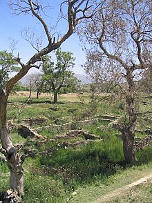 File:Bhir_Mound_with_trees.jpg