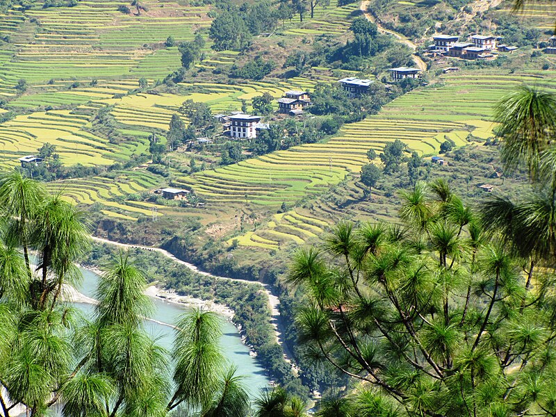 File:Bhutan Field - IMG 3815.JPG