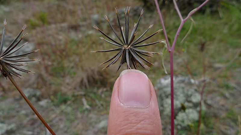 File:Bidens subalternans 35 mm (8676845461).jpg