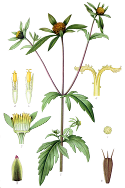 Bidens tripartita Billeder af nordens flora.png