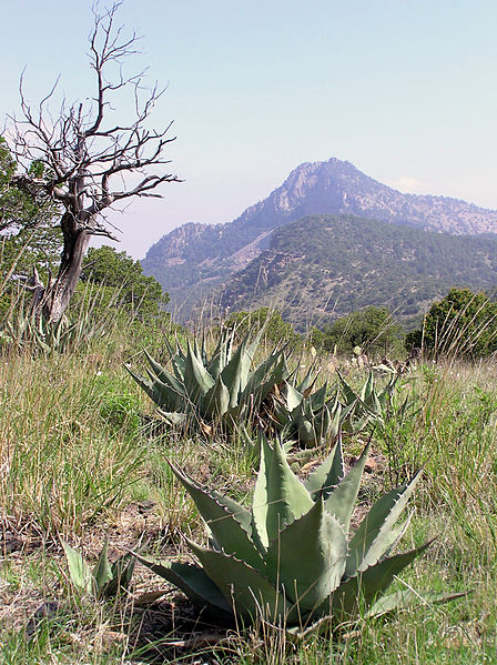 File:Big Bend National Park PB122670.jpg