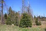 Impressionen aus dem Biospärenreservat Rhön an der hessisch-thüringischen Landesgrenze nahe Frankenheim/Rhön am Parkplatz "Westliches Rhönvorland"