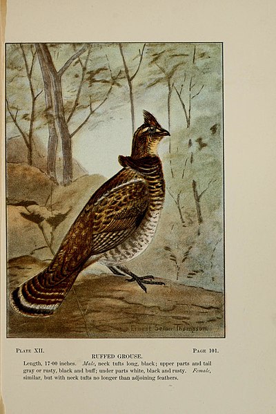 File:Bird-life; a guide to the study of our common birds (1898) (14746577821).jpg