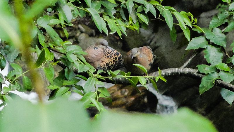 File:Birds in himalayas.jpg