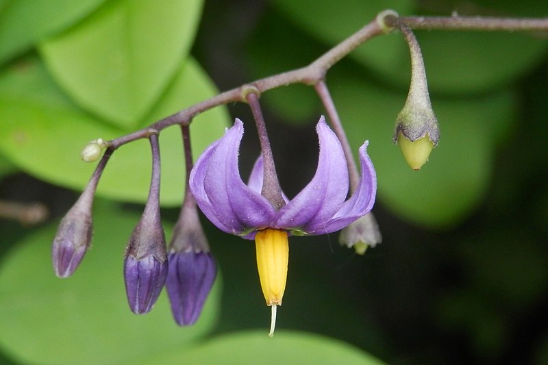 File:Bittersweet Nightshade (Solanum dulcamara) - Kitchener, Ontario 01.jpg