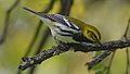 Black-throated Green Warbler (8050680357).jpg