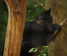 Hitam Mangabey 002.jpg