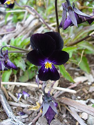 Black Viola flower.jpg