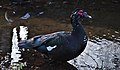* Nomination Black muscovy duck (cairina moschata) standing in a spring in molenvijverpark, Genk, Belgium (DSCF3043) --Trougnouf 20:22, 2 February 2018 (UTC) Quality is good but it needs the species (in description and category) --Poco a poco 21:21, 2 February 2018 (UTC)  Comment The species is muscovy duck, I included it in the name/description and created a "Muscovy ducks in Belgium" category for it. --Trougnouf 23:15, 2 February 2018 (UTC) I'm asking for the scientific species naming, in this case something like Cairina moschata --Poco a poco 12:01, 3 February 2018 (UTC) Done, thank you --Trougnouf 15:56, 3 February 2018 (UTC) * Promotion I did some adjustments in the file, good to go --Poco a poco 10:12, 4 February 2018 (UTC)
