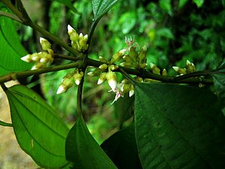 <i>Blastus</i> (plant) Genus of flowering plants