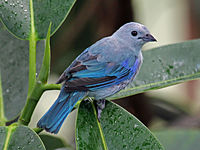 Tanager, Blue-gray Thraupis episcopus