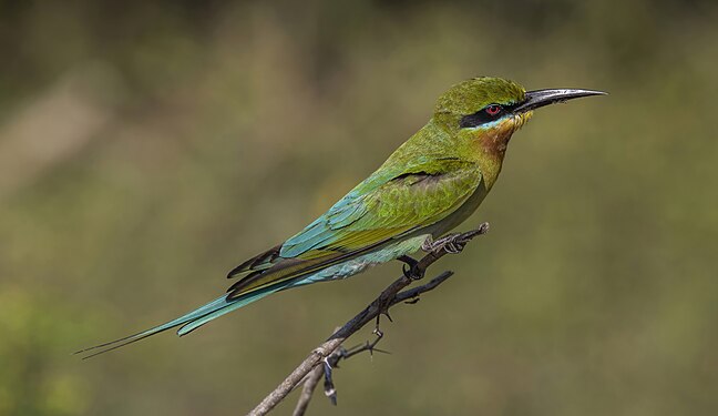 Merops philippinus (Blue-tailed bee-eater) Yala National Park, Sri Lanka