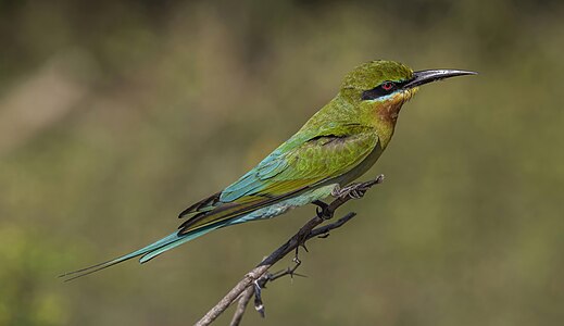 Blue-tailed bee-eater (Merops philippinus) Yala