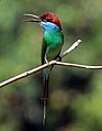 Blue-throated bee-eater (Merops viridis) (cropped).jpg