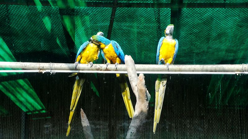 File:Blue & Yellow Macaw - by NL.jpg