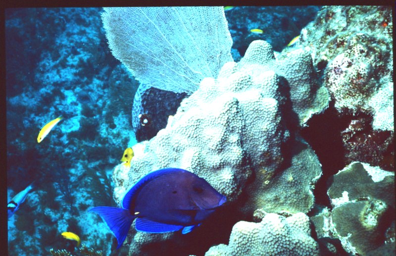 File:Blue Tang.tif