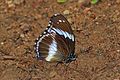 * Nomination Blue diadem (Hypolimnas salmacis salmacis) male, Ghana --Charlesjsharp 11:47, 29 April 2017 (UTC) * Promotion  Support A bit too noisy, but acceptable for me. --C messier 12:32, 6 May 2017 (UTC)