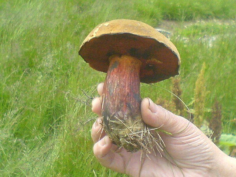 File:Boletus erythropus - Transylvania 2.jpg