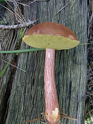 <i>Aureoboletus projectellus</i> Species of fungus