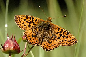 Boloria.aquilonaris.1.jpg