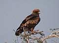 Booted Eagle Hieraaetus pennatus by Dr. Raju Kasambe DSCN2245 (2).jpg